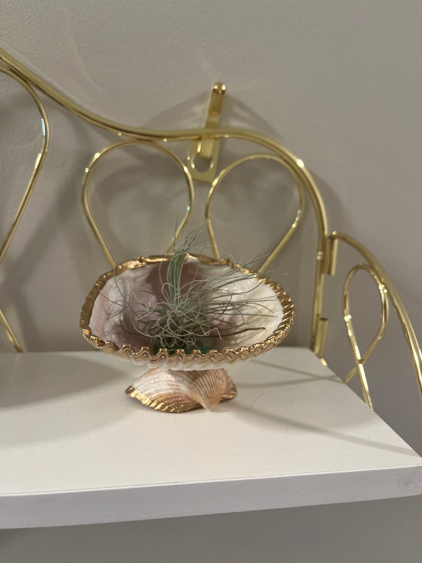 Ocean Oasis: Seashell Jewelry/Trinket/Air Plant Holder
